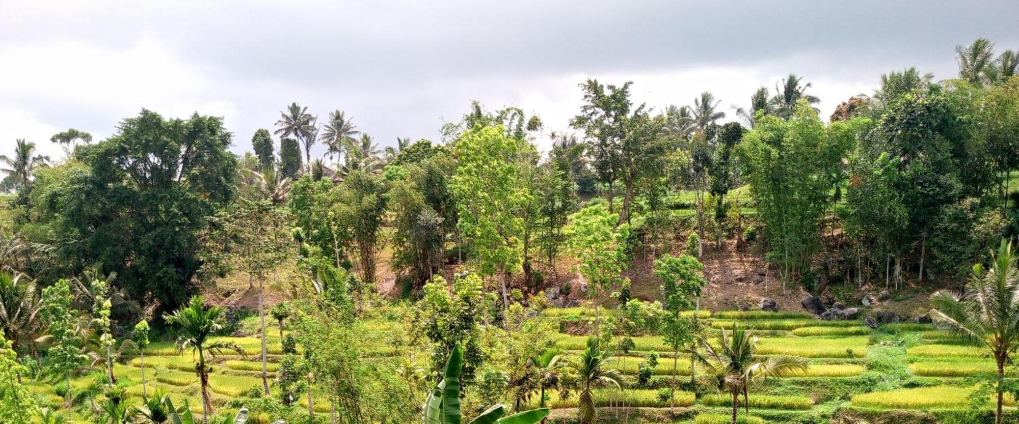 Asan Rinjani Homestay Tetebatu Dış mekan fotoğraf