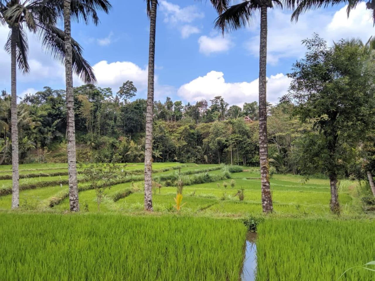 Asan Rinjani Homestay Tetebatu Oda fotoğraf