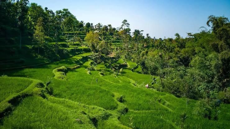 Asan Rinjani Homestay Tetebatu Dış mekan fotoğraf