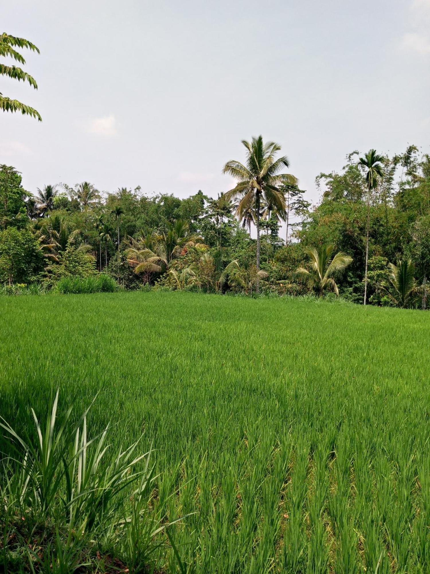 Asan Rinjani Homestay Tetebatu Oda fotoğraf