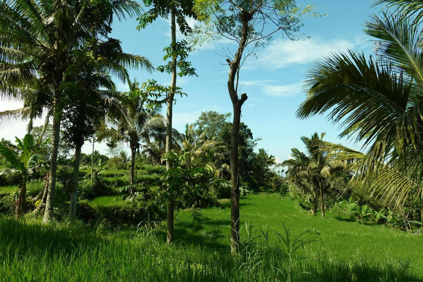 Asan Rinjani Homestay Tetebatu Dış mekan fotoğraf